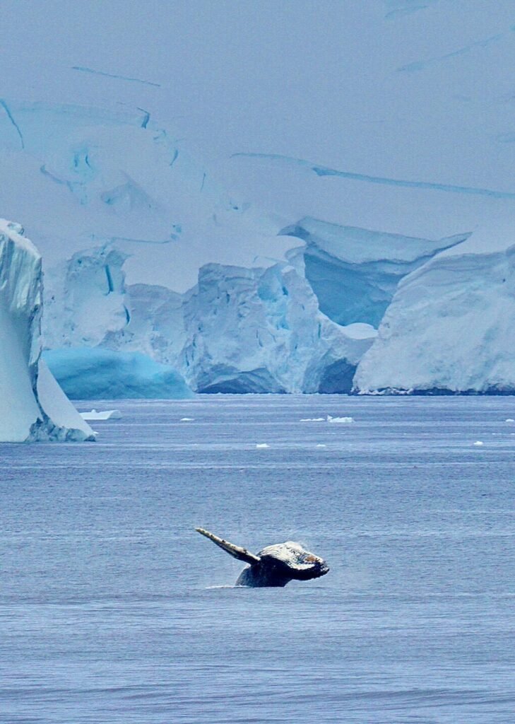 Humpback whale breaching in Antarctica