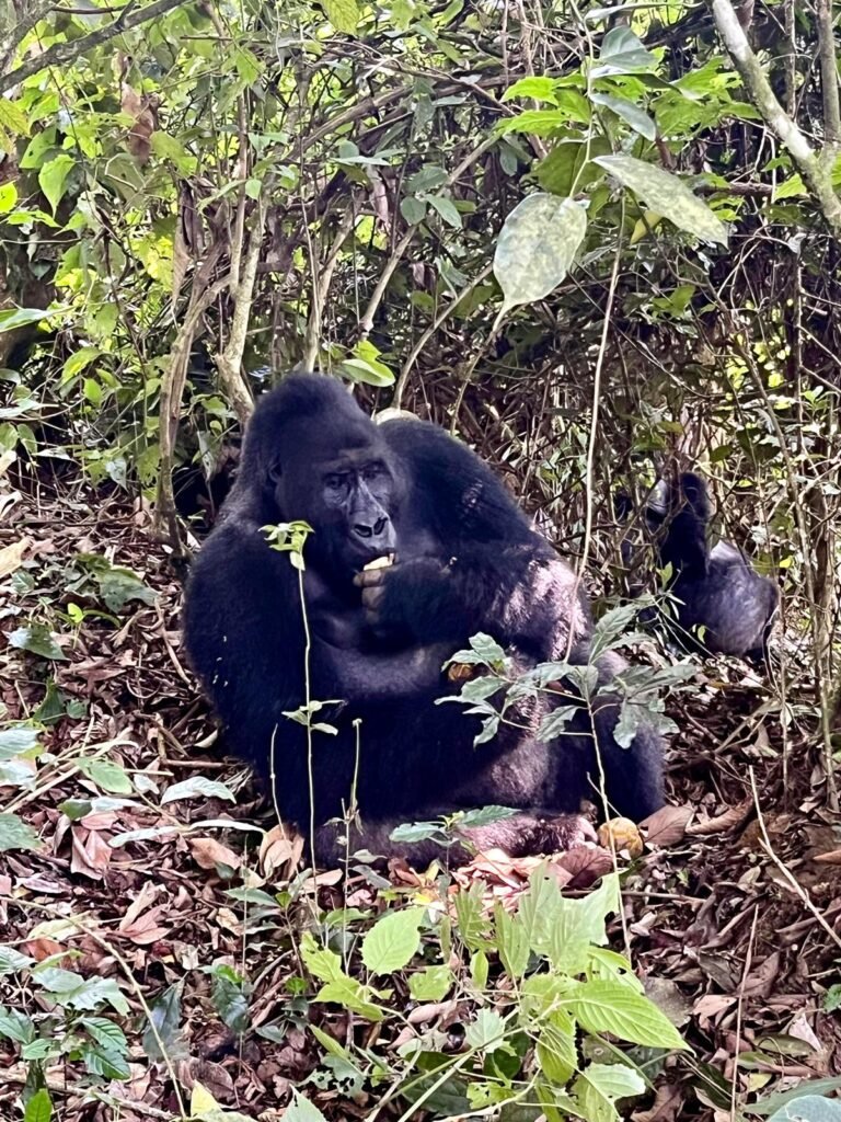 Gorillas in The Congo
